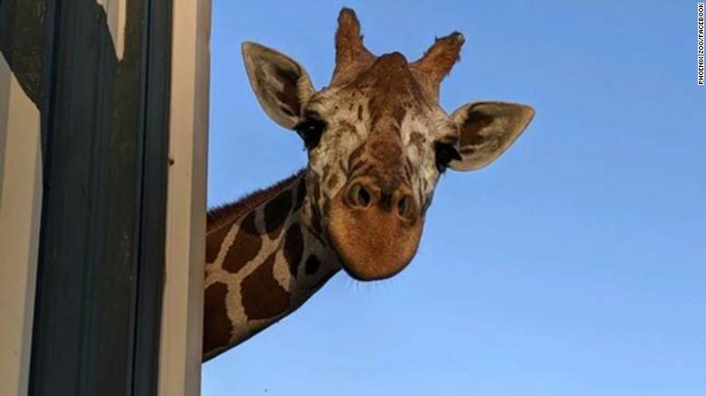 Phoenix Zoo's beloved giraffe 'Makope' dies - CNN