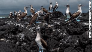 Galapagos Islands Oil Spill: Ecuador Emergency Teams Respond 