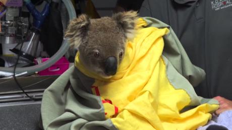 Up to 30% of koalas may have been killed in Australia&#39;s New South Wales bushfires