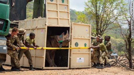 British troops worked alongside African Parks to transport the animals.