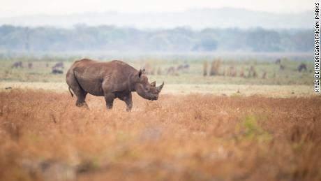According to African Parks, 17 black rhinos were moved and &quot;successfully released&quot; into their new home. 