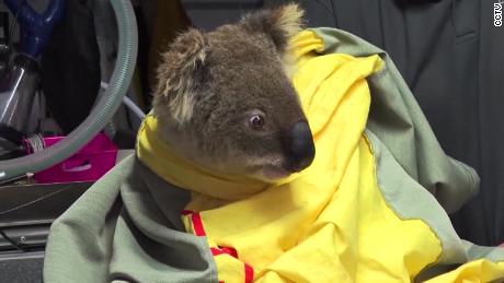 Fires threaten koalas in New South Wales