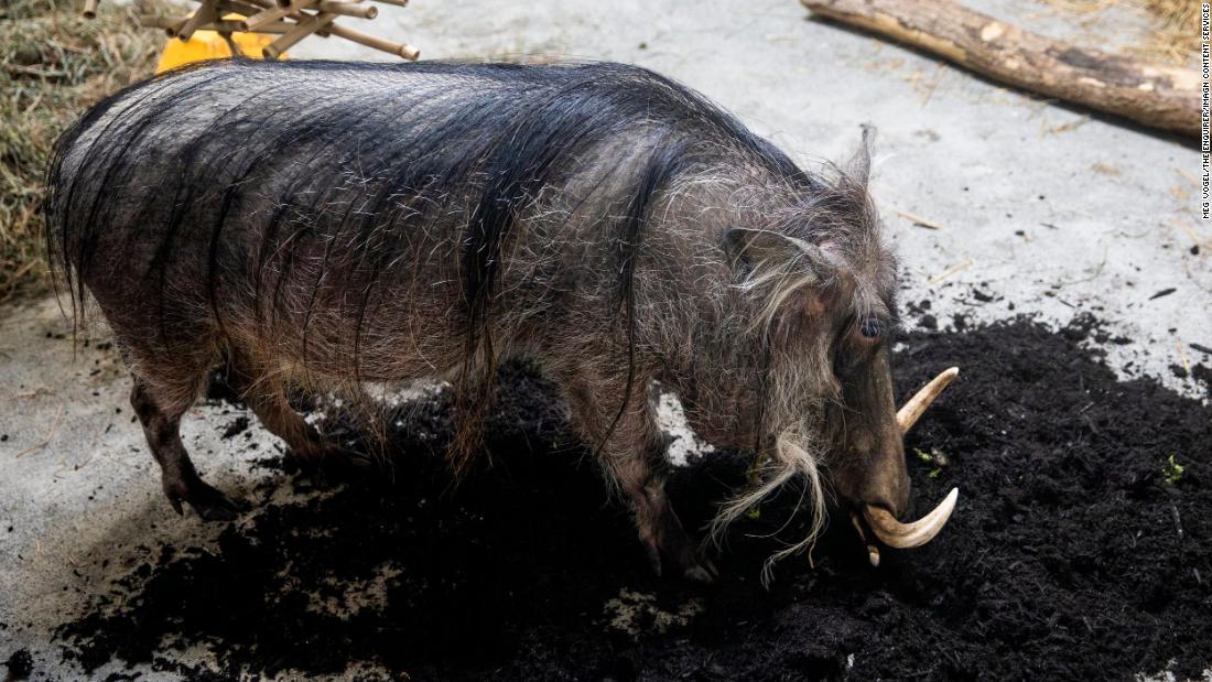 jellycat walter warthog