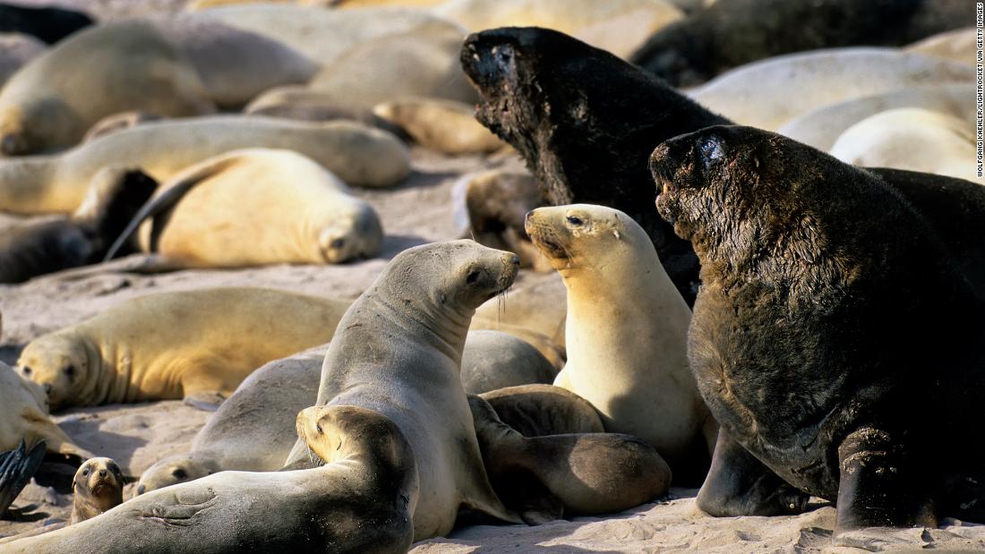 New Zealand man stabs endangered sea lion in bid to protect partner - CNN