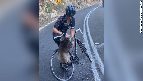 A cyclist stopped in the middle of the road to give a thirsty koala water 