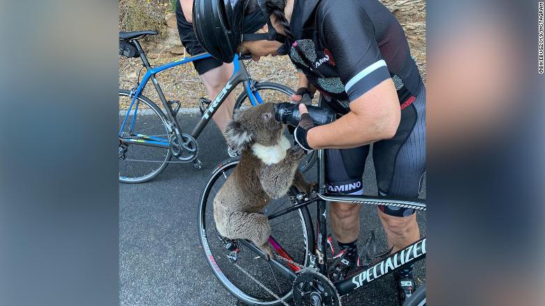 Watch this thirsty koala guzzle a cyclist's water bottle
