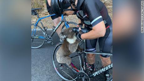 A cyclist stopped in the middle of the road to give a thirsty koala water