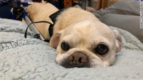 Rupert, a terrier mix, is one of the paralyzed dogs rescued from the farmhouse.