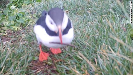 Two puffins scratched their itches with sticks -- the first evidence that seabirds can use tools