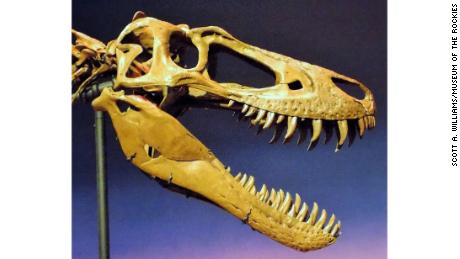 The skull of the juvenile T. rex &quot;Jane&quot; was slender with knife-like teeth, not quite enough to crush bones.