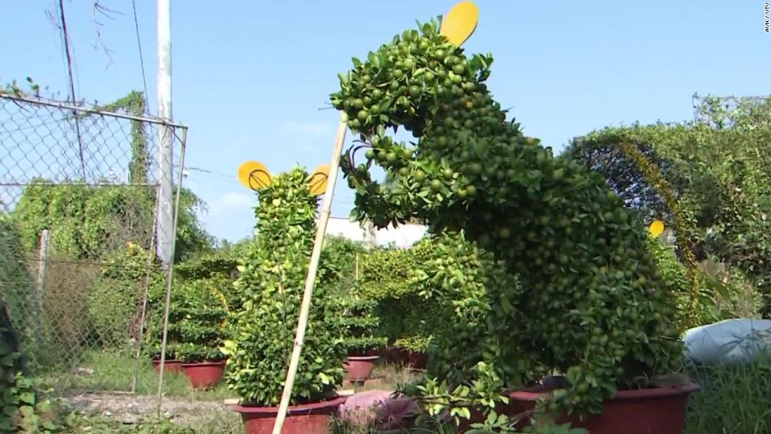 Year of the Rat: Looking for a Lunar New Year’s Gift?  Try these special bonsai