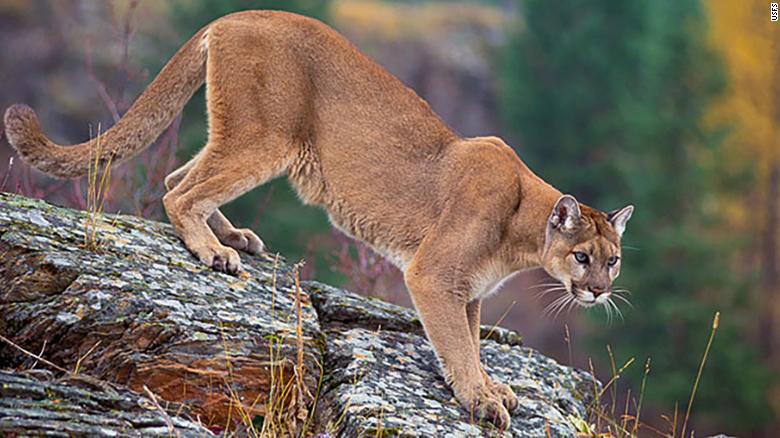 Mountain lions, like this one pictured on the US Forest Service website, are not known for consuming human flesh.