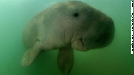 Koh Libong: A haven for Thailand&#39;s threatened dugong population 