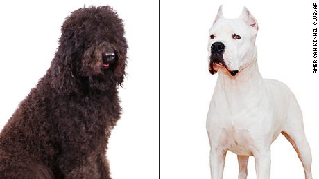 New dog breeds recognized by American Kennel Club are the barbet and ...