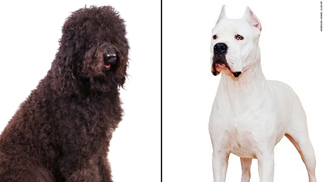 New dog breeds recognized by American Kennel Club are the barbet and