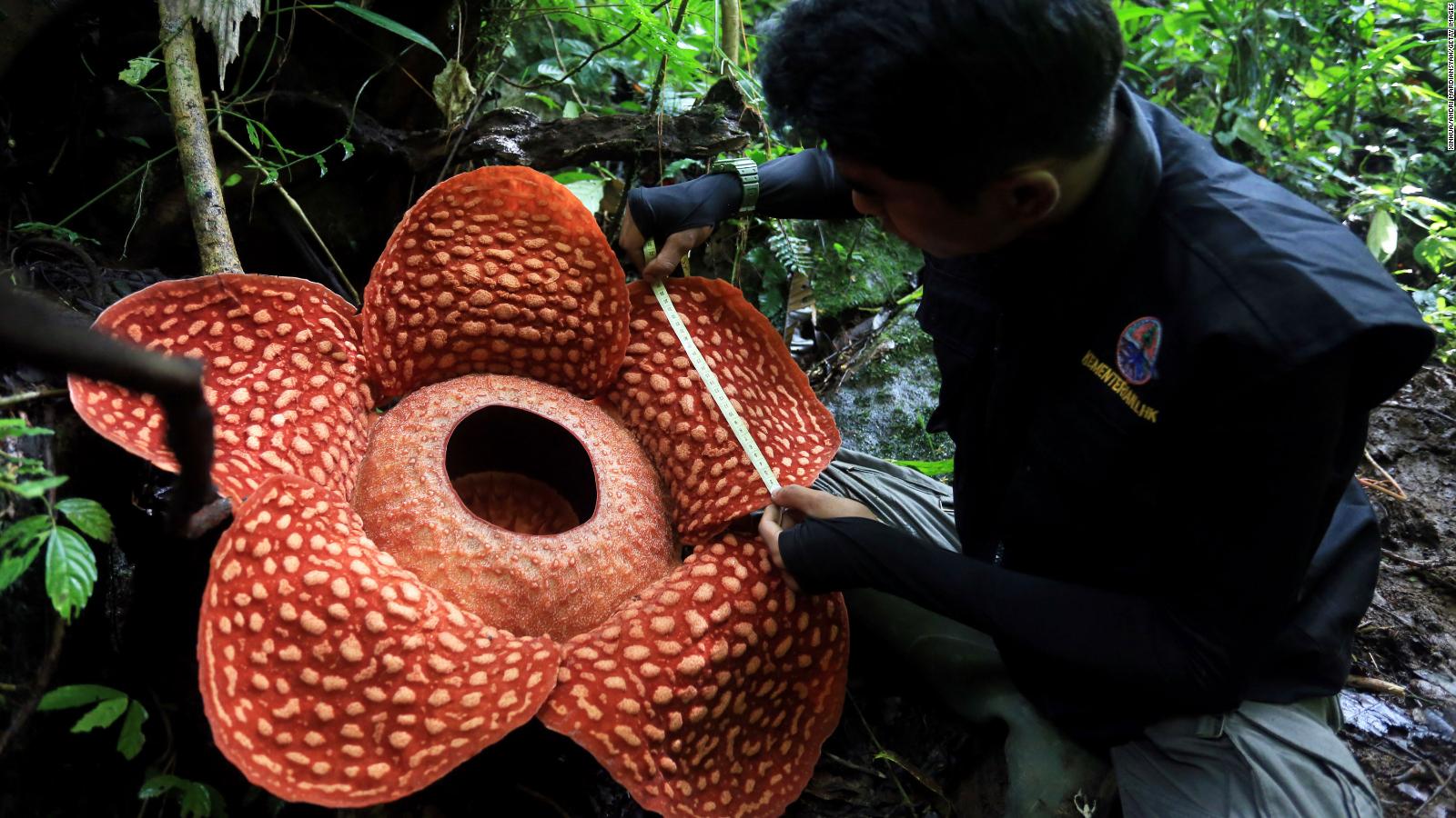 Scientists just found one of the world's largest flowers blooming in an