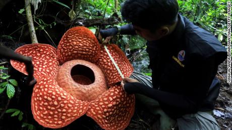 This rafflesia flower in a West Sumatran forest might be the largest flower ever recorded, Indonesian wildlife officials say. It measures nearly 4 feet in diameter. 