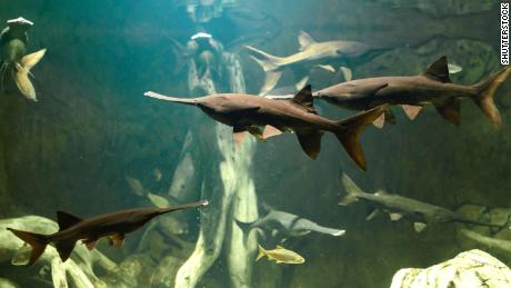 Up to 23 feet long, the Chinese paddlefish was the giant of the Yangtze. And we killed it