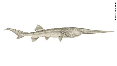 The Chinese paddlefish reached up to 7 meters (23 feet) in length and weighed up to 450 kilograms (992 pounds).