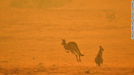 A kangaroo in a smoky field on the outskirts of Cooma, New South Wales on January 4, 2020. 