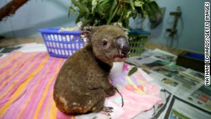 Millions of animals are dying from the Australian fires, and the environment will suffer for years to come