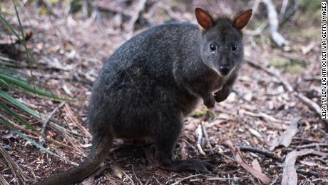 A potoroo, a small marsupial that belongs to the kangaroo family.