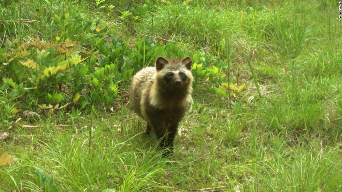 wildlife-flourishing-in-uninhabited-areas-around-fukushima