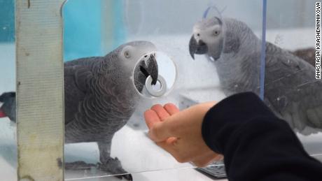 This image shows an African grey parrot returning a token to the researcher.