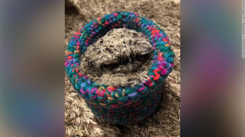 A grumpy tawny frogmouth looks rather snuggly in its new crochet nest. 