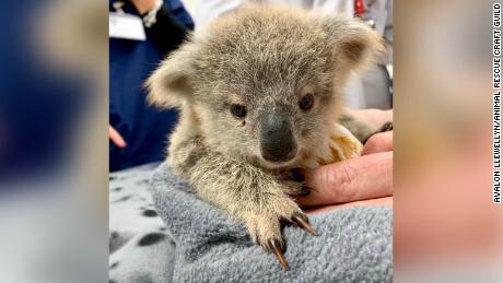 An orphaned koala joey is nestled in a pouch, sewn for it by a volunteer of the Animal Rescue Craft Guild. 