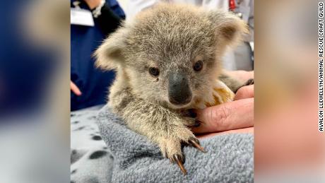 Volunteers Around The World Are Sewing Pouches For Australia S Orphaned Or Injured Kangaroos Koalas And Bats Cnn