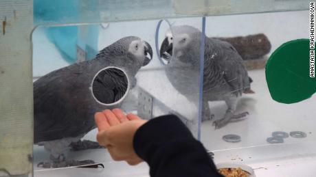 This image shows African grey parrots Nikki and Jack exchanging tokens with one another.