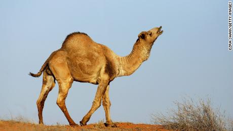 The number of wild camels in Australia has increased in recent years.