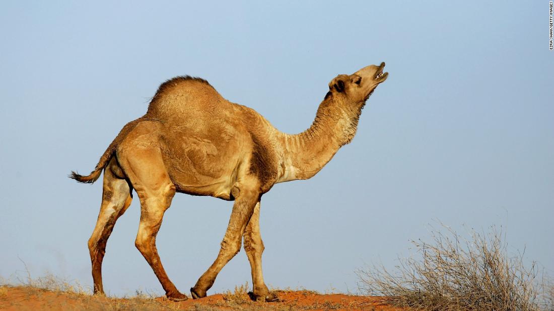 Helt tør Derved egetræ 10,000 camels at risk of being shot in Australia as they desperately search  for water - CNN