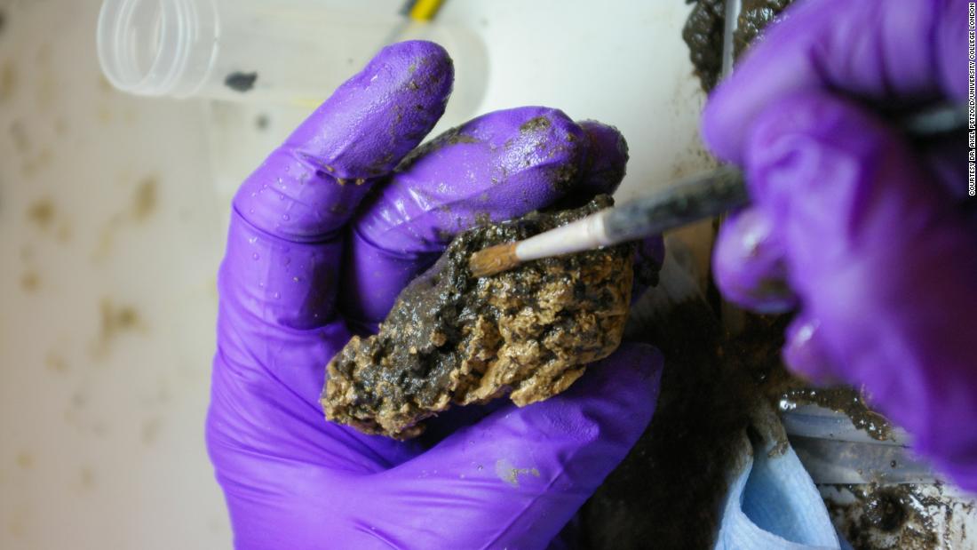 A closer look at the Heslington brain, which is considered to be Britain&#39;s oldest brain and belonged to a man who lived 2,600 years ago. Amazingly, the soft tissue was not artificially preserved.