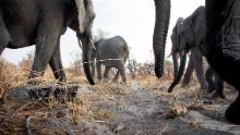 Camera trap image taken of African elephants.