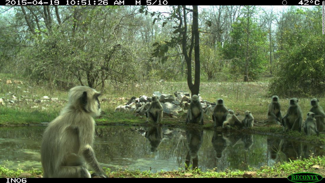A  family of northern plains gray langurs, photographed around a watering hole.