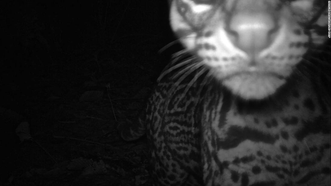 A curious ocelot getting up close to a camera trap.