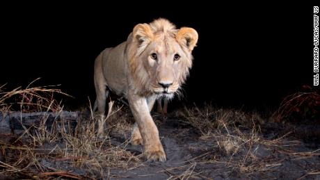 Google-backed project is collecting millions of wildlife camera-trap images