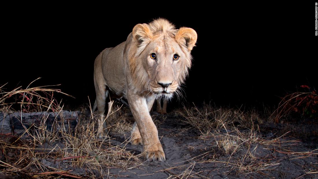 A male Lion in the Zambezi Region of Namibia 