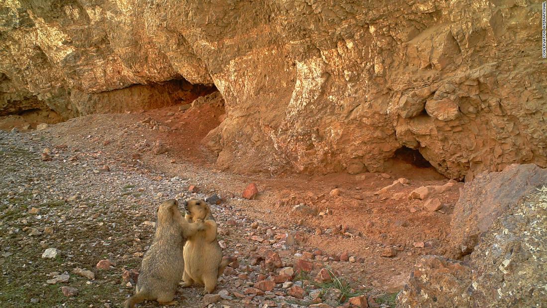 The images on the platform will be available to researchers, and the general public. A pair of marmots caught on camera in Akesai County, China.