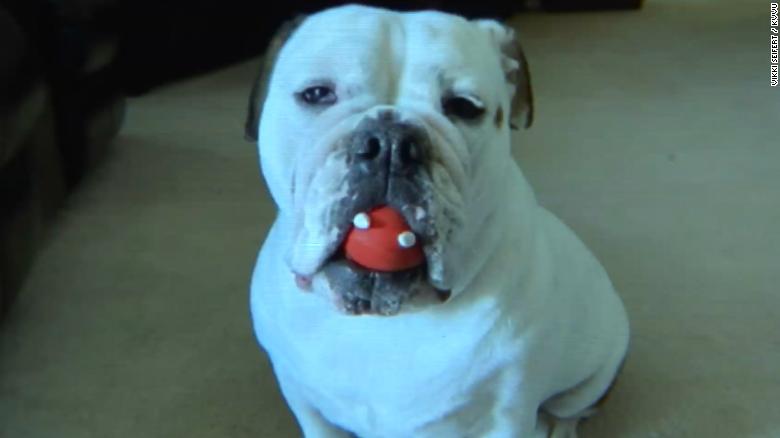 petsmart dog grooming school