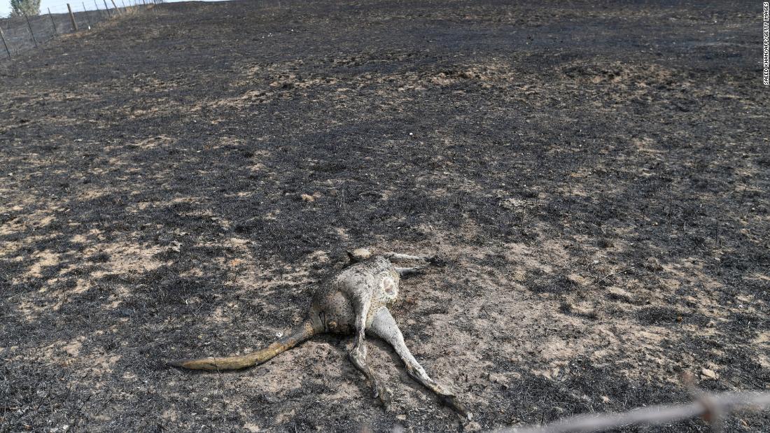 A dead kangaroo lies on a burnt farm in Batlow.