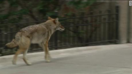 Chicago hasn&#39;t had a coyote attack in decades. Yesterday, it had 2