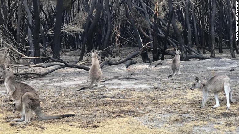 Officials euthanize animals burnt by Australian wildifires