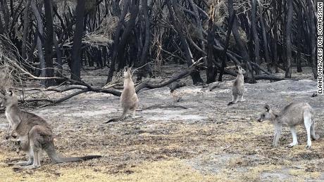 Animals badly burnt by Australian wildfires euthanized