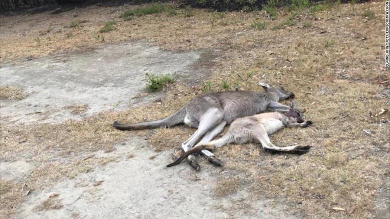 The Mallacoota golf course was a sanctuary for animals fleeing Australia&#39;s bushfires, but it has become a killing field. 