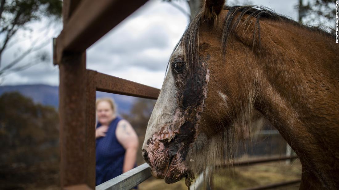 Lisa Poulsen tends to her Clydesdale horse, Jake, on January 9. Jake suffered burn injuries in a bushfire on December 31.