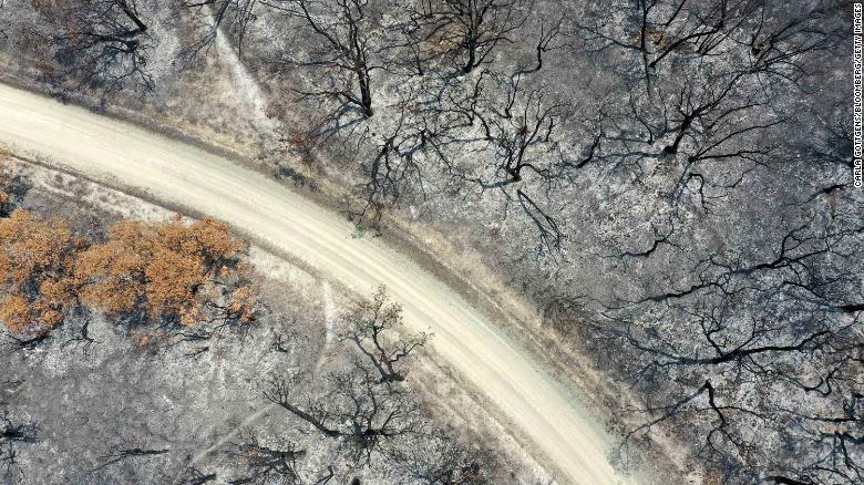 An aerial view shows a track running through trees that were scorched by bushfires in East Gippsland, Australia, on Thursday, January 9.