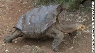 Diego, the tortoise who saved his entire species, finally retires to uninhabited island